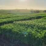 Desbloqueando o futuro do trigo, com testes de campo mostrando resultados promissores