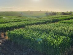 Desbloqueando o futuro do trigo, com testes de campo mostrando resultados promissores Desbloqueando o futuro do trigo, com testes de campo mostrando resultados promissores