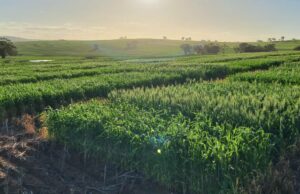 Desbloqueando o futuro do trigo, com testes de campo mostrando resultados promissores Desbloqueando o futuro do trigo, com testes de campo mostrando resultados promissores