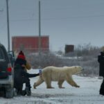 Diretores de 'Nuisance Bear' explicam por que seu 'Super-Scrappy', vencedor do Sundance apoiado pela A24, não é um 'documentário de natureza tradicional'