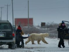 Diretores de ‘Nuisance Bear’ explicam por que seu ‘Super-Scrappy’, vencedor do Sundance apoiado pela A24, não é um ‘documentário de natureza tradicional’ Diretores de 'Nuisance Bear' explicam por que seu 'Super-Scrappy', vencedor do Sundance apoiado pela A24, não é um 'documentário de natureza tradicional'
