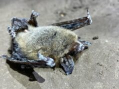 Doença letal de morcegos detectada nas Montanhas Rochosas de Alberta pela primeira vez Ícone de conversão de texto em fala