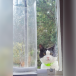 Dona de gato despreparada para foto que vizinho lhe envia: 'Ameaçadora'