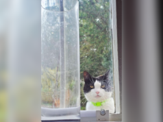 Dona de gato despreparada para foto que vizinho lhe envia: ‘Ameaçadora’ Dona de gato despreparada para foto que vizinho lhe envia: 'Ameaçadora'