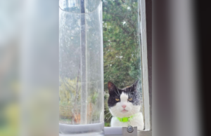 Dona de gato despreparada para foto que vizinho lhe envia: ‘Ameaçadora’ Dona de gato despreparada para foto que vizinho lhe envia: 'Ameaçadora'