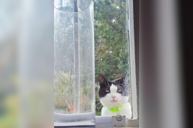 Dona de gato despreparada para foto que vizinho lhe envia: 'Ameaçadora'
