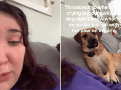 Dona não está preparada para o que o cão resgatado faz quando começa a chorar Alice Gibbs