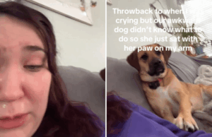 Dona não está preparada para o que o cão resgatado faz quando começa a chorar Alice Gibbs