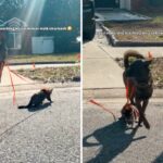 Dog leash-training cat