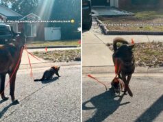 Dono tenta treinar gato com coleira, mas cachorro decide que vai assumir o ensino Dog leash-training cat