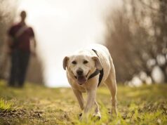 É o que está por baixo que vale seu peso em ouro para a família SW É o que está por baixo que vale seu peso em ouro para a família SW