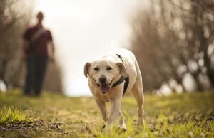 É o que está por baixo que vale seu peso em ouro para a família SW É o que está por baixo que vale seu peso em ouro para a família SW