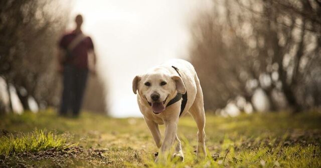 É o que está por baixo que vale seu peso em ouro para a família SW
