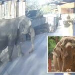 Elefante sai do zoológico e faz um passeio sozinho no brunch antes de voltar calmamente para casa