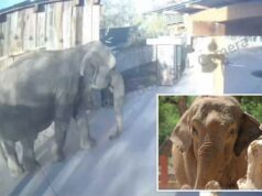 Elefante sai do zoológico e faz um passeio sozinho no brunch antes de voltar calmamente para casa Elefante sai do zoológico e faz um passeio sozinho no brunch antes de voltar calmamente para casa