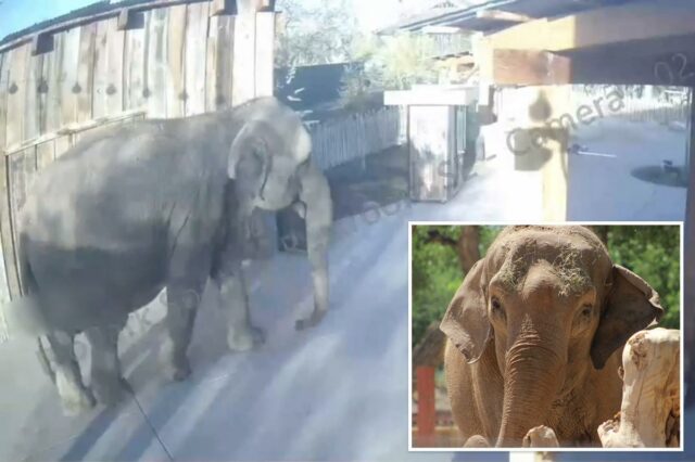 Elefante sai do zoológico e faz um passeio sozinho no brunch antes de voltar calmamente para casa
