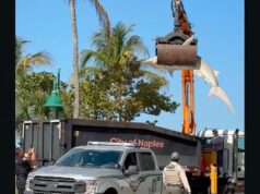 Enorme tubarão-martelo é içado por guindaste em praia da Flórida Crane revela o tamanho do tubarão-martelo.