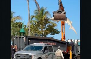 Enorme tubarão-martelo é içado por guindaste em praia da Flórida Crane revela o tamanho do tubarão-martelo.