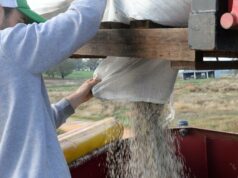 Escassez de nitrogênio: apelos para aliviar as restrições sobre ingredientes explosivos Escassez de nitrogênio: apelos para aliviar as restrições sobre ingredientes explosivos