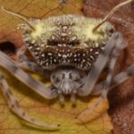 Ícone de conversão de texto em fala