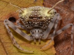 Esta aranha parece vítima de um fungo zumbi. Mas os cientistas dizem que é uma grande farsa Ícone de conversão de texto em fala