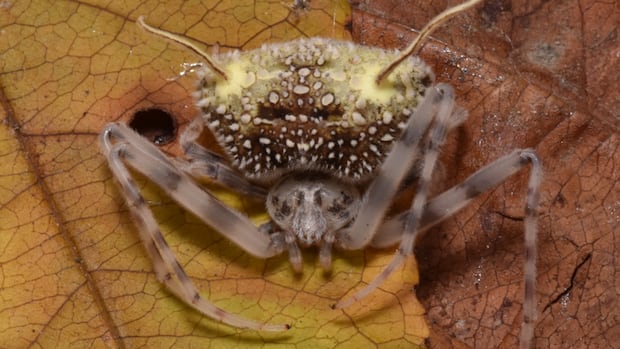 Esta aranha parece vítima de um fungo zumbi. Mas os Ícone de conversão de texto em fala