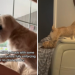 Este mix de Shih Tzu tem uma rígida ‘política de proibição de telefone’ - e ela a aplica