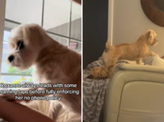 Este mix de Shih Tzu tem uma rígida ‘política de proibição de telefone’ – e ela a aplica Este mix de Shih Tzu tem uma rígida ‘política de proibição de telefone’ - e ela a aplica