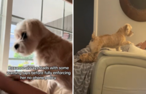 Este mix de Shih Tzu tem uma rígida ‘política de proibição de telefone’ – e ela a aplica Este mix de Shih Tzu tem uma rígida ‘política de proibição de telefone’ - e ela a aplica