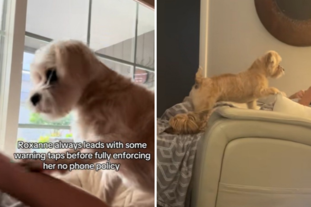 Este mix de Shih Tzu tem uma rígida ‘política de proibição de telefone’ - e ela a aplica
