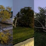 Estudante do ensino médio de Dublin é preso por supostamente cortar 8 árvores no campus