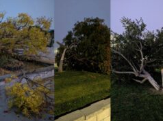 Estudante do ensino médio de Dublin é preso por supostamente cortar 8 árvores no campus Estudante do ensino médio de Dublin é preso por supostamente cortar 8 árvores no campus