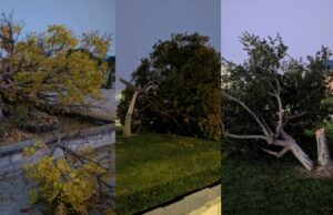 Estudante do ensino médio de Dublin é preso por supostamente cortar 8 árvores no campus Estudante do ensino médio de Dublin é preso por supostamente cortar 8 árvores no campus