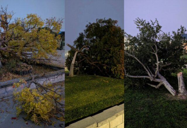 Estudante do ensino médio de Dublin é preso por supostamente cortar 8 árvores no campus
