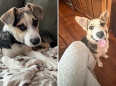 Família devolve cão de resgate ao proprietário original e recebe notícias agridoces Stray dog adopted