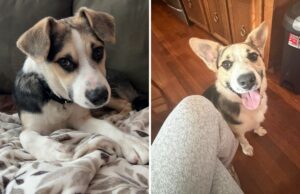 Família devolve cão de resgate ao proprietário original e recebe notícias agridoces Stray dog adopted