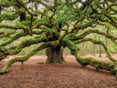 Família toma decisão incrível depois de possuir terras por mais de 115 anos: ‘Aparentemente difícil, mas possível’ Yahoo news home