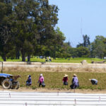 Desenho animado de Clay Jones