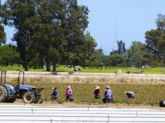 Fazendas sofrem as consequências da agenda de deportação de Trump Desenho animado de Clay Jones