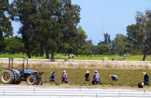 Fazendas sofrem as consequências da agenda de deportação de Trump Desenho animado de Clay Jones