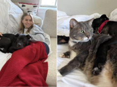 Filhote resgatado de brigas de cães e transformado por uma mulher e seu gato Eli's foster carer Makenna Carew and her cat Loki.