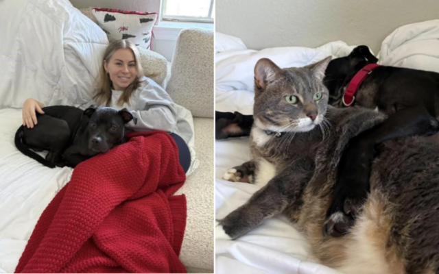 Filhote resgatado de brigas de cães e transformado por uma Eli's foster carer Makenna Carew and her cat Loki.