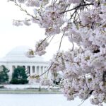 Flores de cerejeira e muito mais: onde brincar e ficar em Washington, DC agora