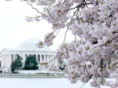 Flores de cerejeira e muito mais: onde brincar e ficar em Washington, DC agora Flores de cerejeira e muito mais: onde brincar e ficar em Washington, DC agora