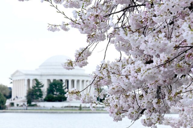 Flores de cerejeira e muito mais: onde brincar e ficar em Washington, DC agora
