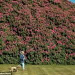 O maior rododendro da Inglaterra em plena floração no início deste ano no South Lodge Hotel and Spa em West Sussex