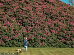 Florescendo, caramba! O maior rododendro da Inglaterra está florescendo – e agora tão grande quanto DEZ ônibus de dois andares O maior rododendro da Inglaterra em plena floração no início deste ano no South Lodge Hotel and Spa em West Sussex
