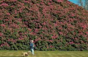 Florescendo, caramba! O maior rododendro da Inglaterra está florescendo – e agora tão grande quanto DEZ ônibus de dois andares O maior rododendro da Inglaterra em plena floração no início deste ano no South Lodge Hotel and Spa em West Sussex