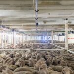 Fluxo de fundos federais para ajudar os agricultores a enfrentar a eliminação progressiva da exportação de ovinos vivos