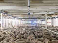 Fluxo de fundos federais para ajudar os agricultores a enfrentar a eliminação progressiva da exportação de ovinos vivos Fluxo de fundos federais para ajudar os agricultores a enfrentar a eliminação progressiva da exportação de ovinos vivos